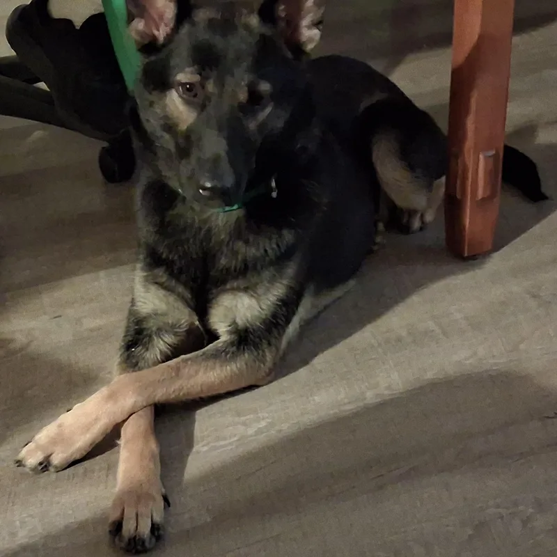 Bella  the Girl thumbnail 3