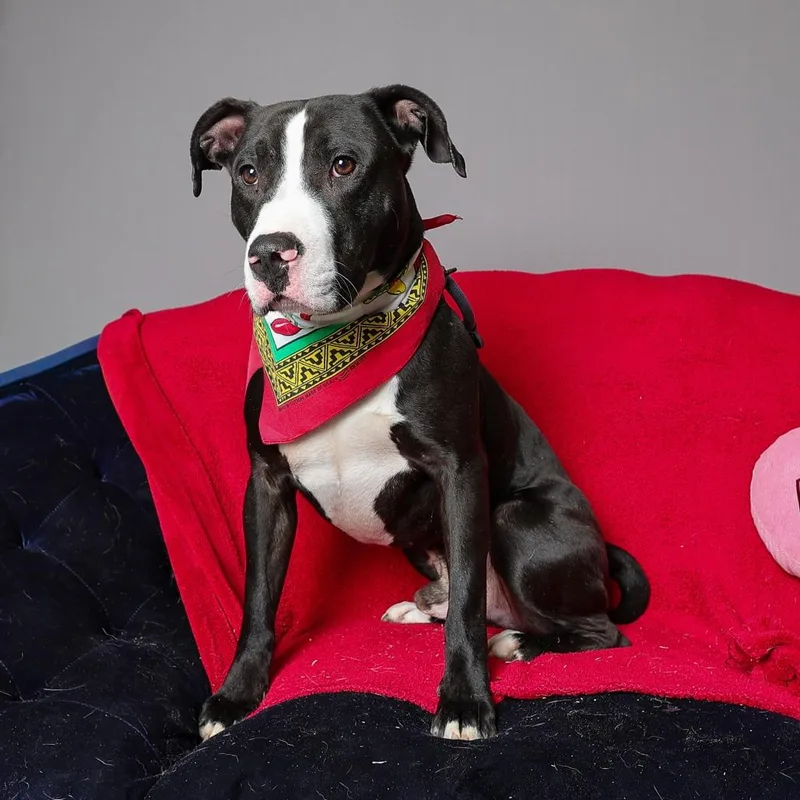 An adult medium-sized male Black Pit Bull Terrier dog named King for adoption in Weatherford, TX