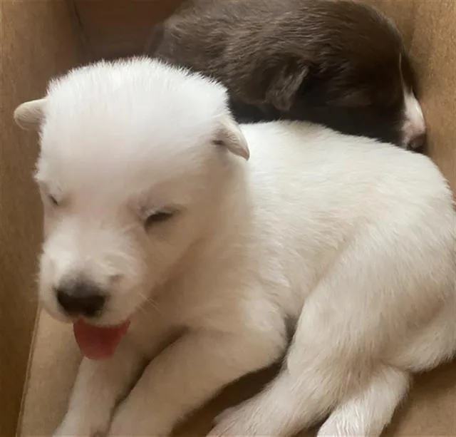 A baby medium-sized male Mixed Breed dog named Cannoli for adoption in Dallas, TX