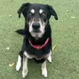 Duke