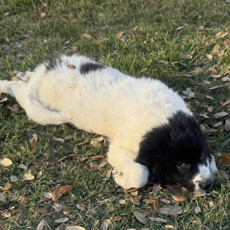 Pepper Dfw thumbnail 2