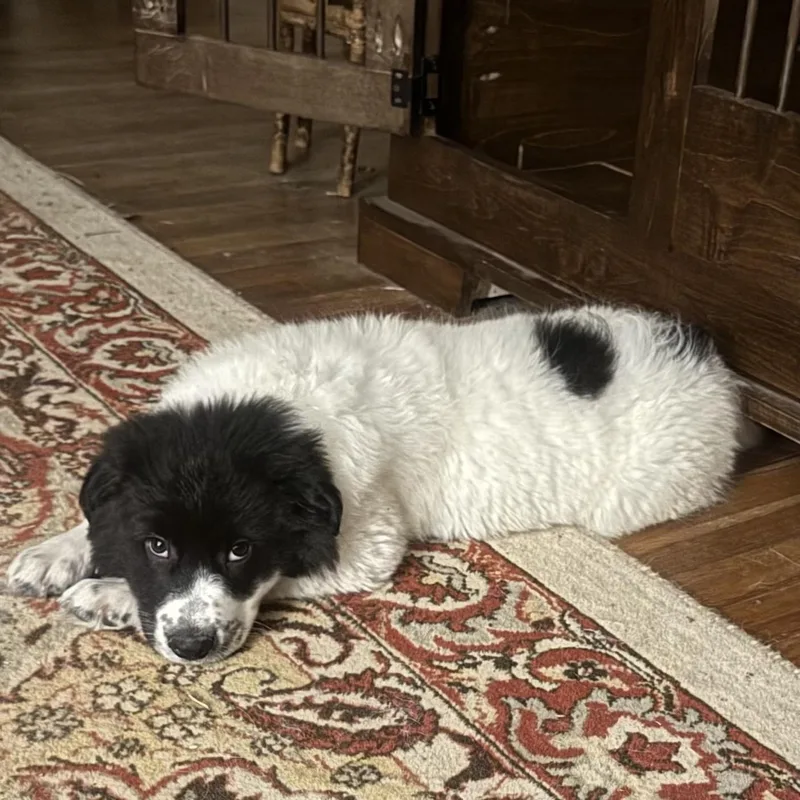 Pepper Dfw thumbnail 3