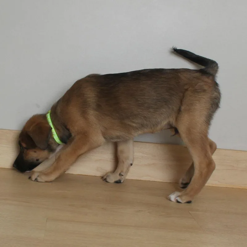 Gelert D