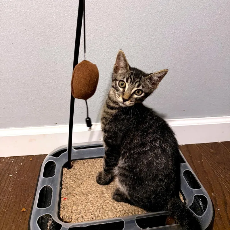 A baby small-sized male Black Domestic Short Hair cat named Burrito for adoption in Green Bay, WI
