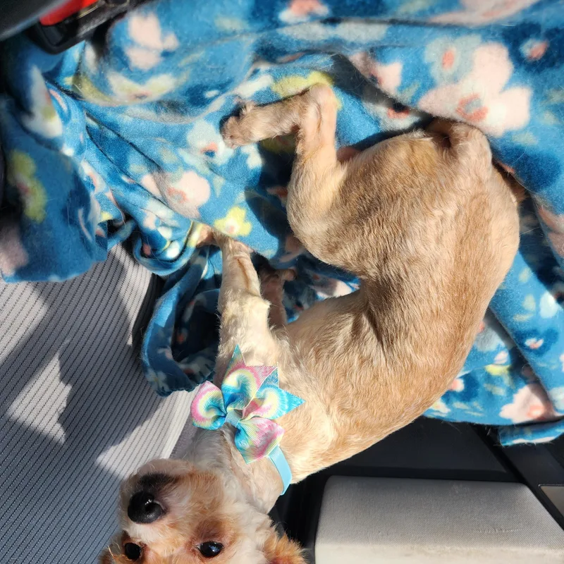 An adult small-sized female Apricot / Beige Poodle dog named Lola for adoption in Killeen, TX