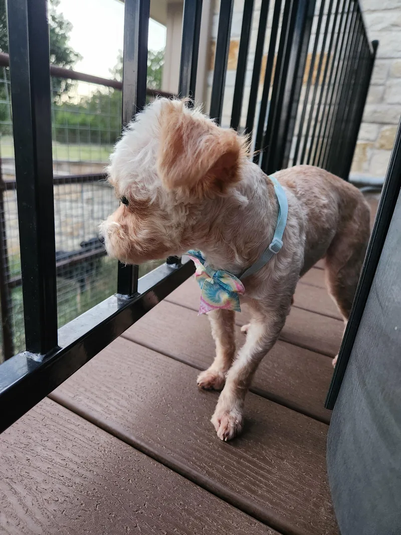 Lola thumbnail 3