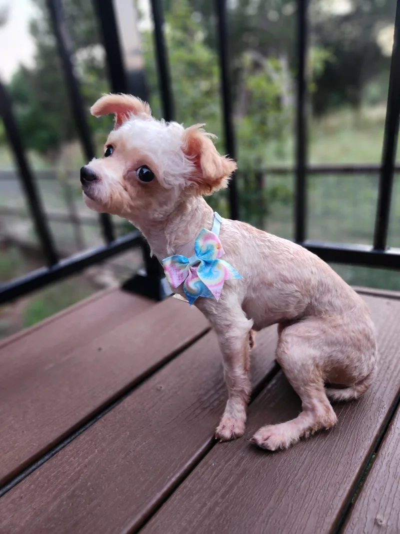 Lola thumbnail 5