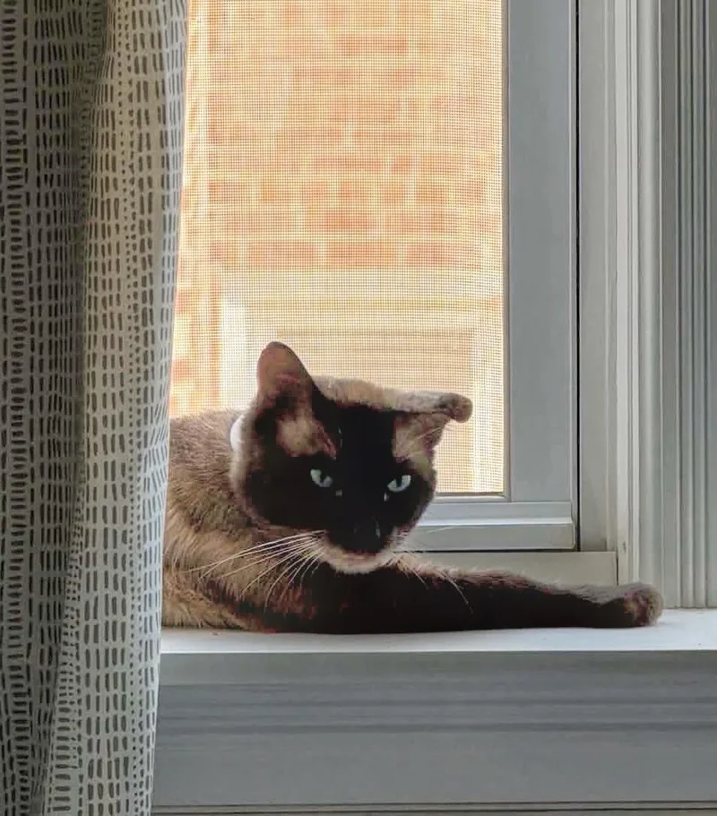 An adult medium-sized male Buff / Tan / Fawn Siamese cat named Sammy for adoption in Syosset, NY