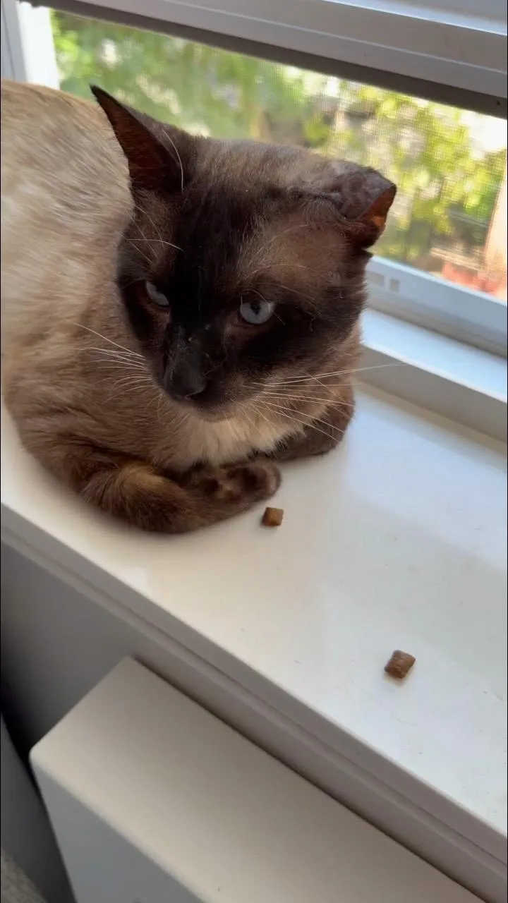 Sammy thumbnail 2