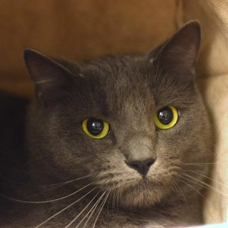 An adult medium-sized male Gray / Blue / Silver Domestic Short Hair cat named Buzz for adoption in Belleville, IL