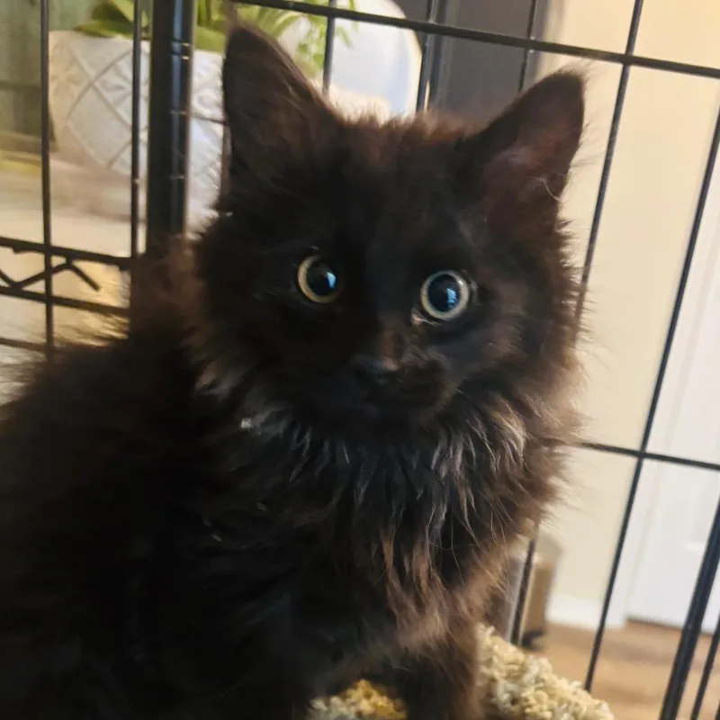 A baby small-sized male Black Domestic Long Hair cat named Crew for adoption in Grantsville, UT
