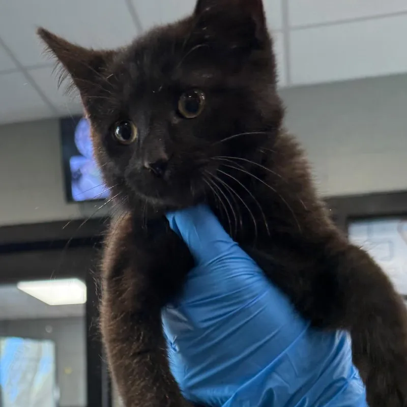 A baby small-sized male Domestic Short Hair cat named Baxter for adoption in Allentown, PA