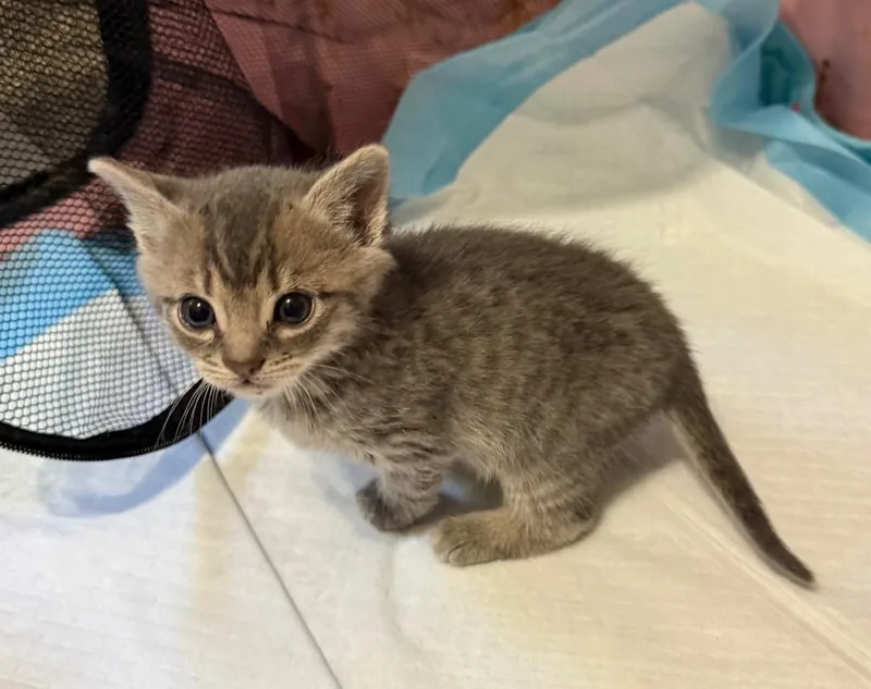 A baby small-sized male Domestic Short Hair cat named Bluebell Snuggleworth for adoption in Newnan, GA