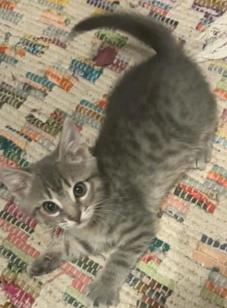 Bluebell Snuggleworth thumbnail 2