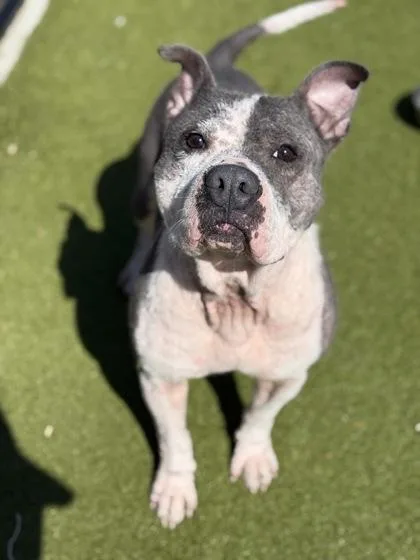 An adult large-sized male Pit Bull Terrier dog named Bombay for adoption in Atlanta, GA