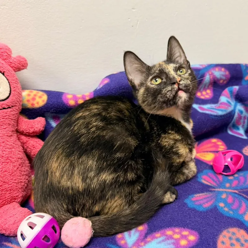 A young medium-sized female Tortoiseshell cat named Eevee for adoption in miami, FL