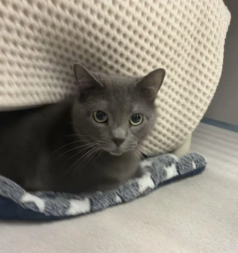 An adult small-sized female Gray / Blue / Silver Domestic Short Hair cat named Gracie for adoption in Alexandria, VA