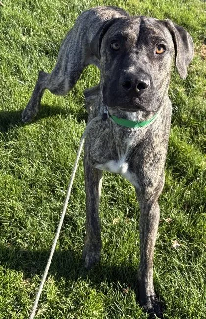 An adult large-sized male Mastiff dog named Zeus for adoption in Phoenix, AZ