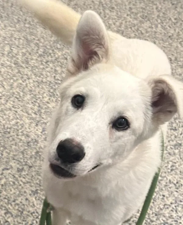 A young medium-sized female German Shepherd Dog dog named Brie for adoption in Golden, CO