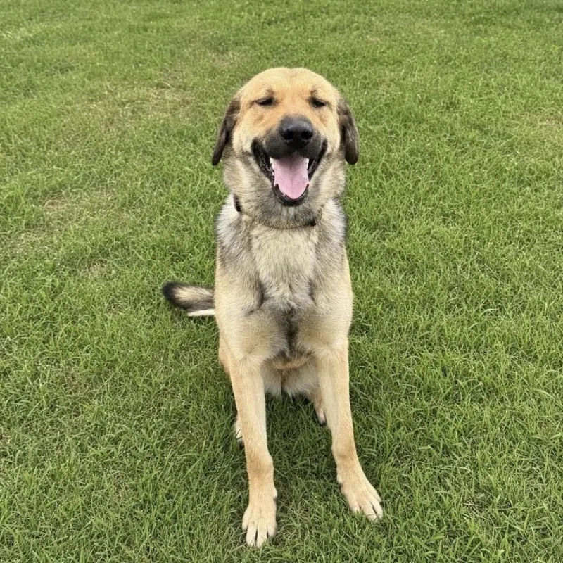 A young medium-sized female Black Shepherd dog named Daisy Haws for adoption in Huntsville, AL