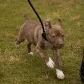 A baby medium-sized female Brown / Chocolate Australian Shepherd dog named Miss Piggy for adoption in Milledgeville, GA