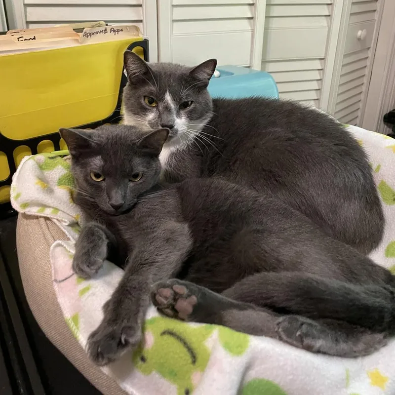 Gracie And Oliver thumbnail 2