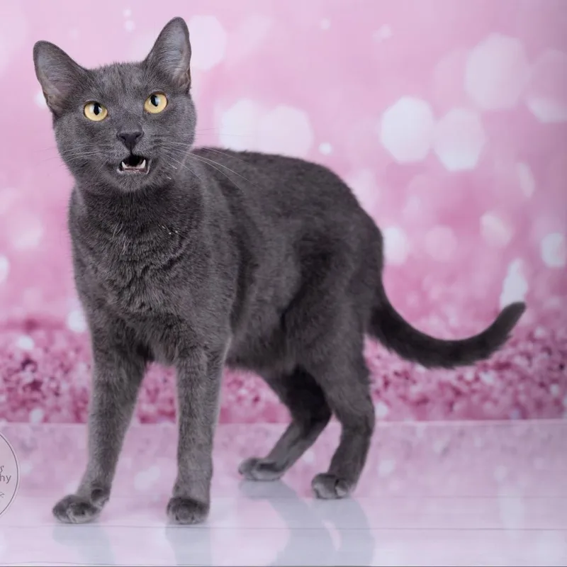 Gracie And Oliver thumbnail 4