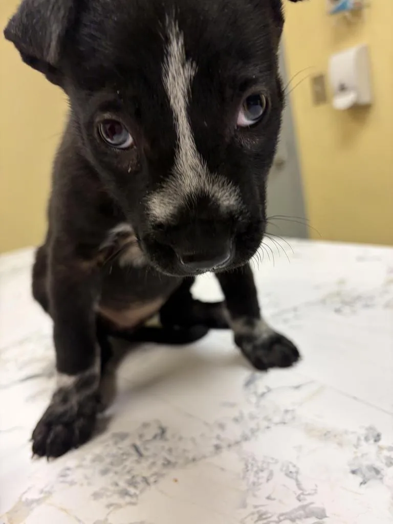 A baby medium-sized female Mixed Breed dog named Coco for adoption in Florence, SC