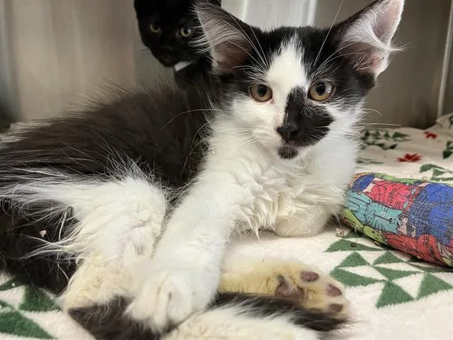 A baby small-sized female Domestic Short Hair cat named Hannah Banana for adoption in Tustin, CA