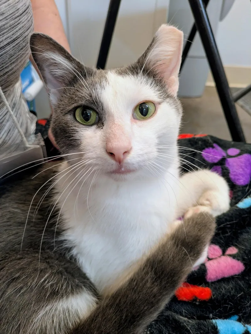 A young large-sized male Gray & White Domestic Short Hair cat named Little Boy for adoption in Kalamazoo, MI