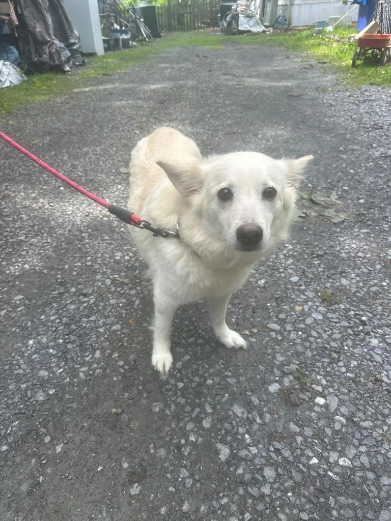 An adult small-sized female Pomeranian dog named Luna for adoption in Pine Grove, PA