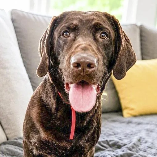 An adult large-sized female Chocolate Labrador Retriever dog named Heidi for adoption in Toledo, OH