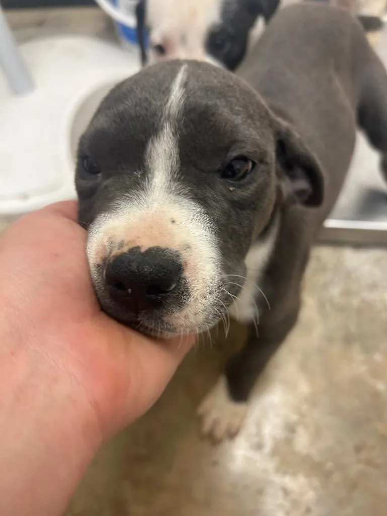 A baby large-sized female Australian Cattle Dog / Blue Heeler dog named Greysann for adoption in Lockhart, TX