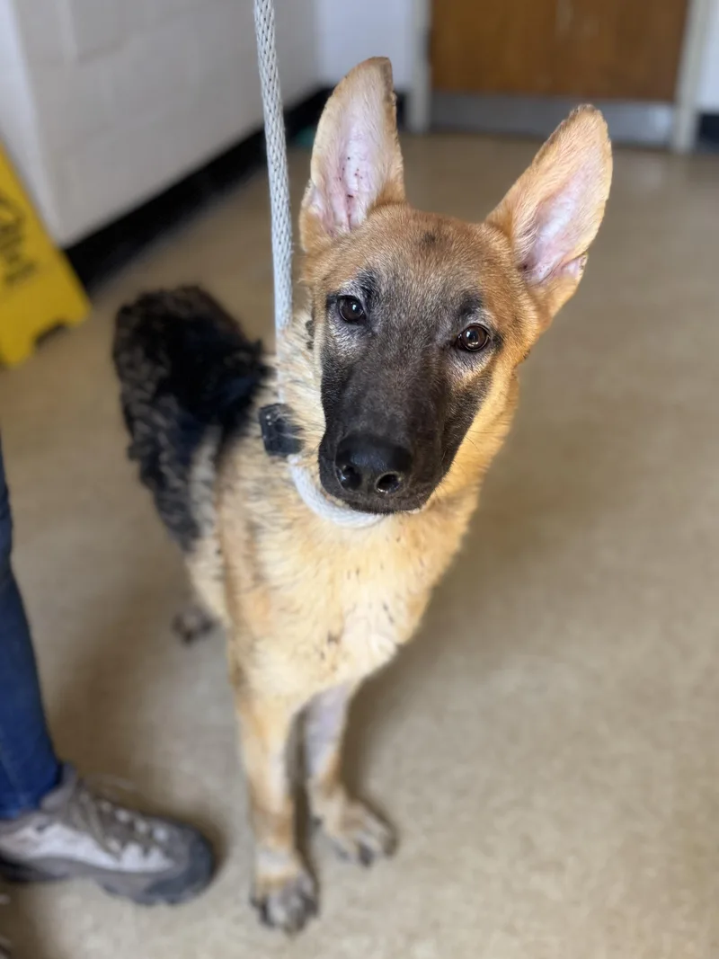 A young large-sized male German Shepherd Dog dog named Tormund for adoption in Philadelphia, PA