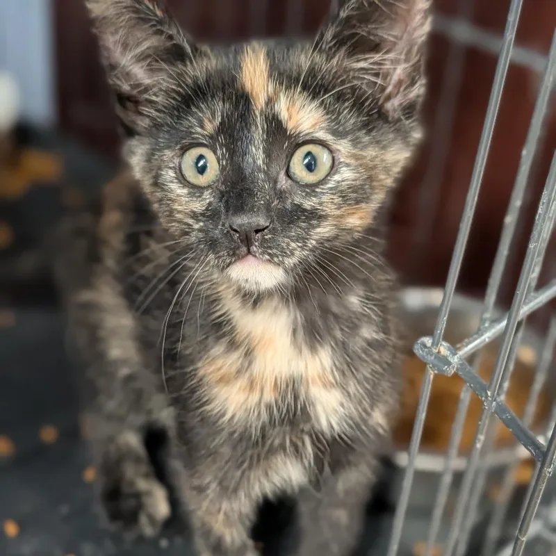 A baby medium-sized female Tortoiseshell Domestic Short Hair cat named Saffron for adoption in Cape Girardeau, MO