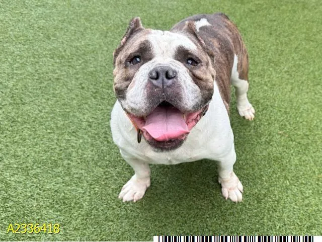 An adult medium-sized female Mixed Breed dog named Stevie Barks for adoption in West Palm Beach, FL