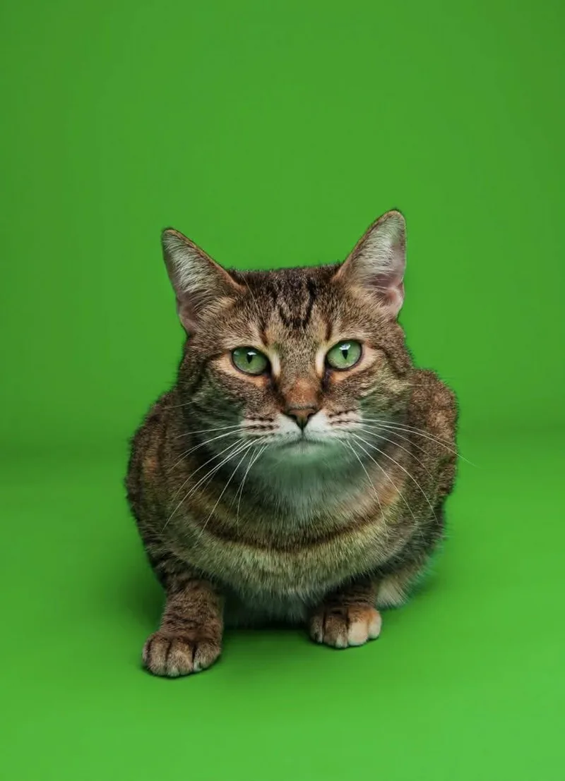 An adult medium-sized female Tabby (Brown / Chocolate) Domestic Short Hair cat named Mae for adoption in Woodmere, NY