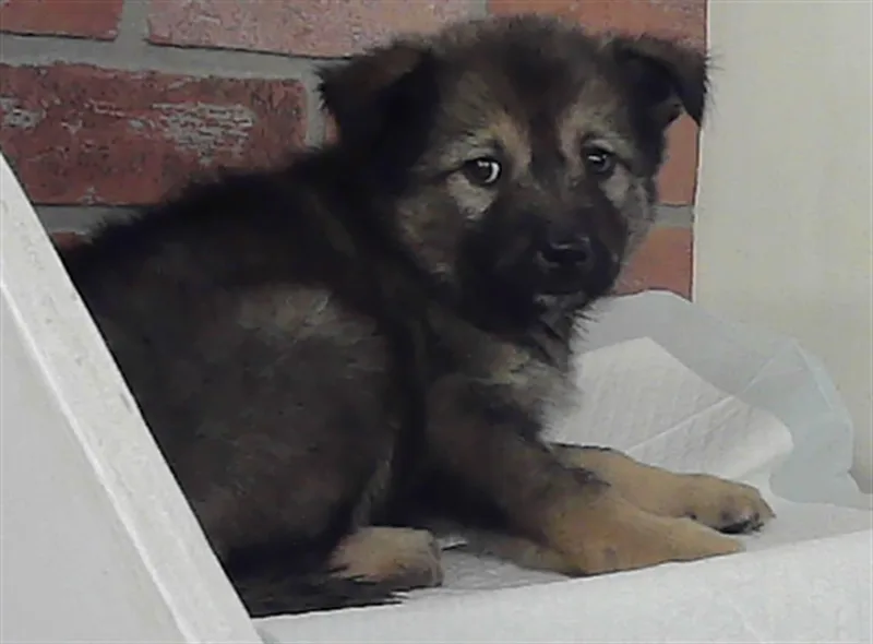 A baby small-sized female German Shepherd Dog dog named Luna for adoption in Houston, TX