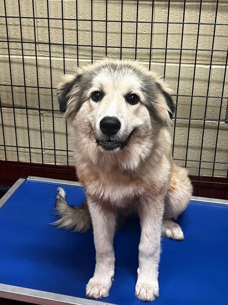 A baby medium-sized female Great Pyrenees dog named Kola for adoption in Douglasville, GA