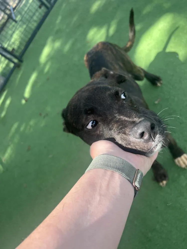 A baby medium-sized male Brindle Black Mouth Cur dog named Kobalt for adoption in Lakeland, FL