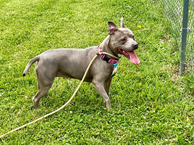 An adult medium-sized female Gray / Blue / Silver Pit Bull Terrier dog named Zag for adoption in Frederick, MD