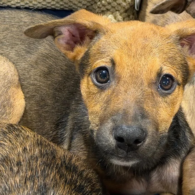 A baby medium-sized male Brown / Chocolate Australian Shepherd dog named Bruce for adoption in Duck River, TN