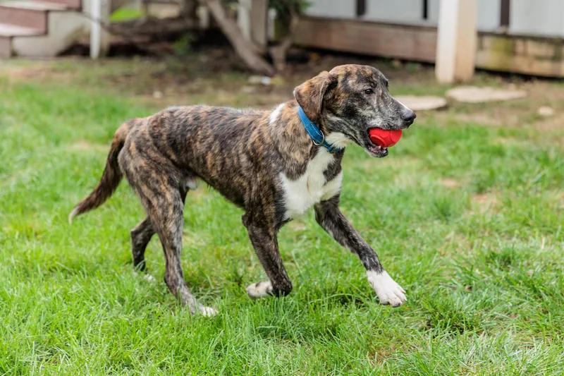 A baby medium-sized male Plott Hound dog named Jack for adoption in Gainesville, VA