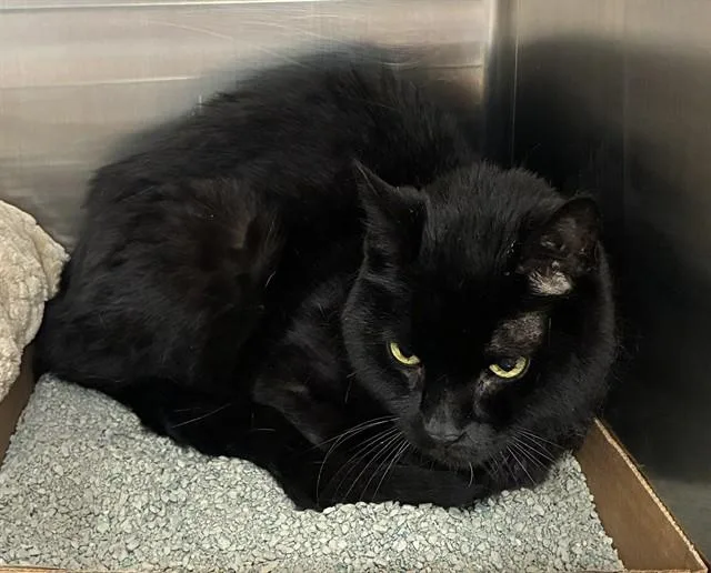 A senior small-sized male Domestic Short Hair cat named Rico for adoption in Olivette, MO