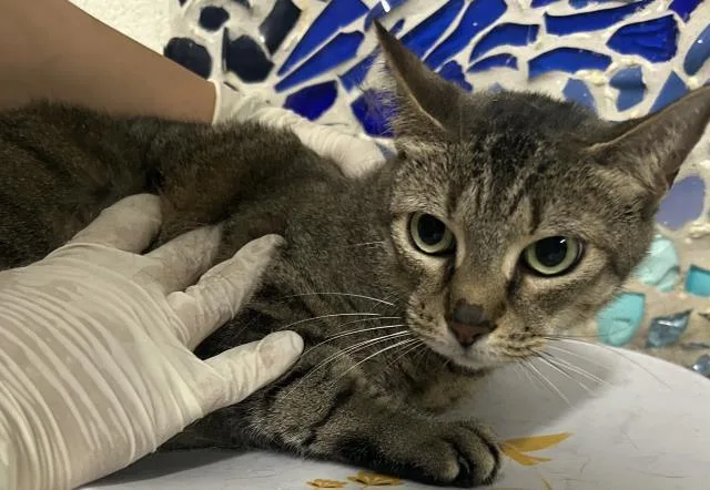 An adult medium-sized female Domestic Short Hair cat named Kat for adoption in Pensacola, FL