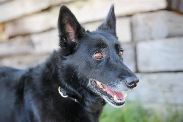 An adult medium-sized female Australian Cattle Dog / Blue Heeler dog named Athena for adoption in Albuquerque, NM