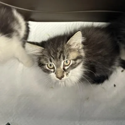 A baby small-sized female Brown / Chocolate Domestic Medium Hair cat named Maleficent for adoption in Indianapolis, IN