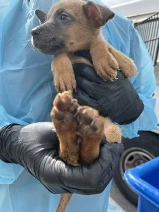 A baby small-sized female Belgian Shepherd / Malinois dog named Puppy for adoption in Atlanta, GA
