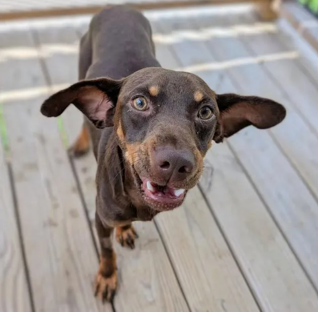 Wesson In Tx thumbnail 2