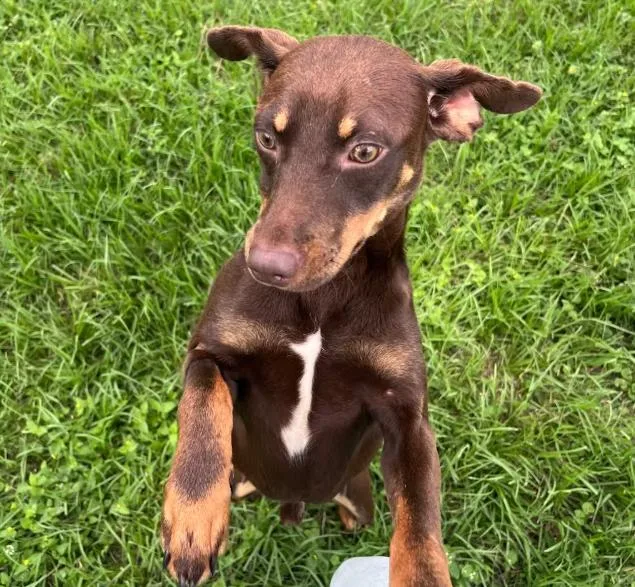 Wesson In Tx thumbnail 3